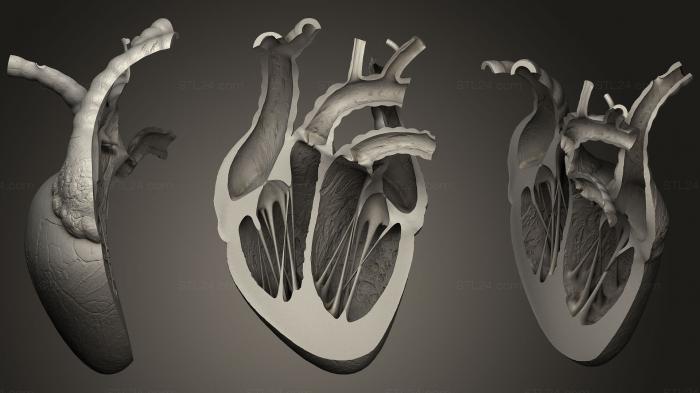 Анатомия скелеты и черепа (Нарезанное сердце, ANTM_1207) 3D модель для ЧПУ станка